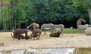 largest zoo in the us