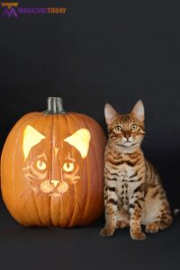 Pumpkin Cat