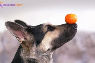 Can Dogs Eat Orange Peels