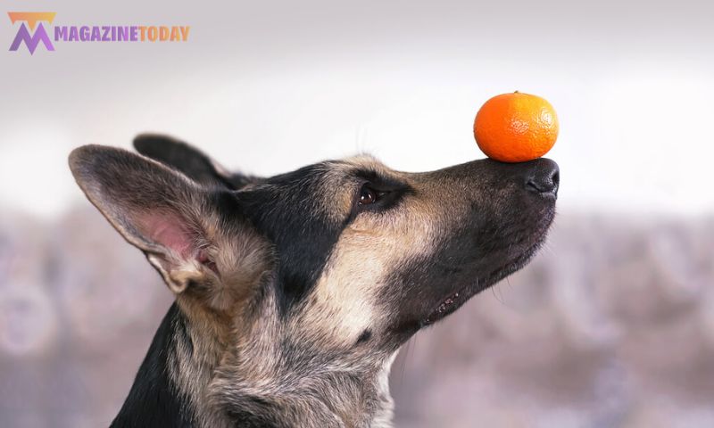 Can Dogs Eat Orange Peels