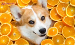 Can Dogs Eat Orange Peels