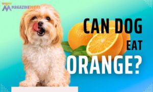 Can Dogs Eat Orange Peels